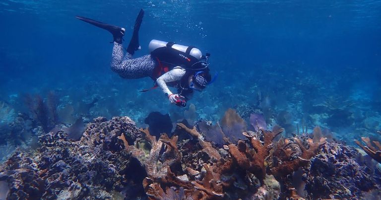 Cat Hauser, a PhD student in biology, surveys the coral reef during a scientific dive in Belize. Photo credit: Hannah Connell.