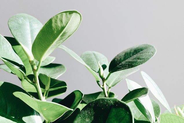 plants growing