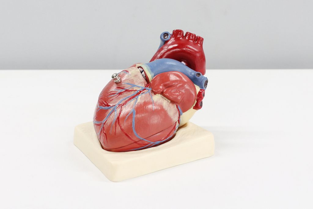 Model of heart