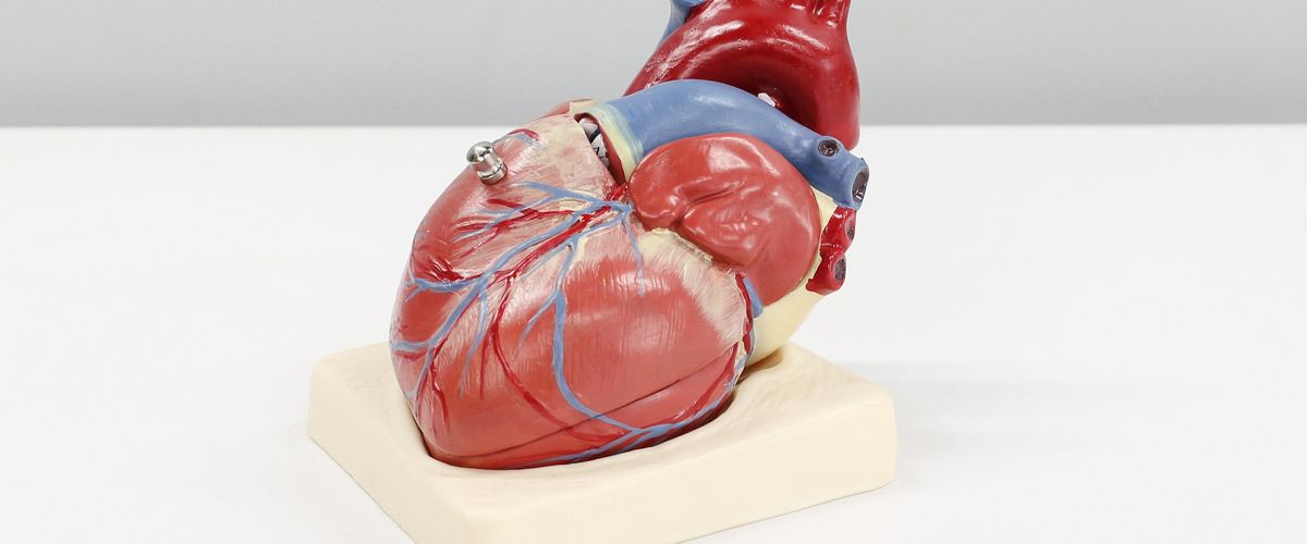 Model of heart