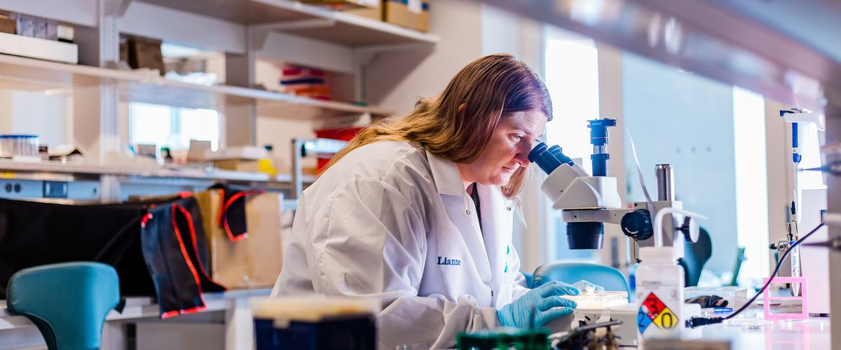 A person with long hair sits at a lab bench and looks into a microscope
