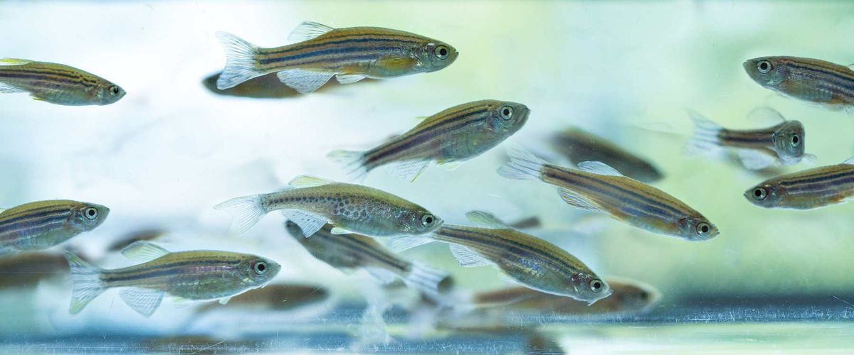Zebrafish tank