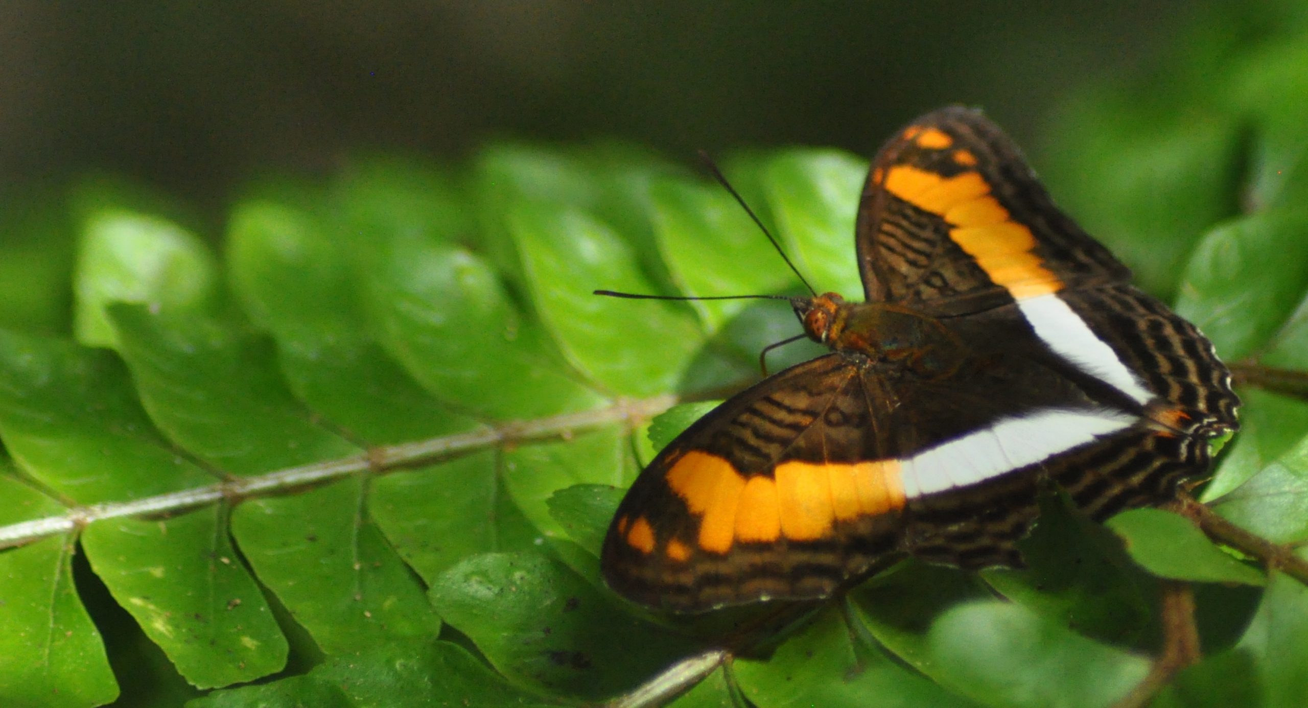 Adelpha butterfly