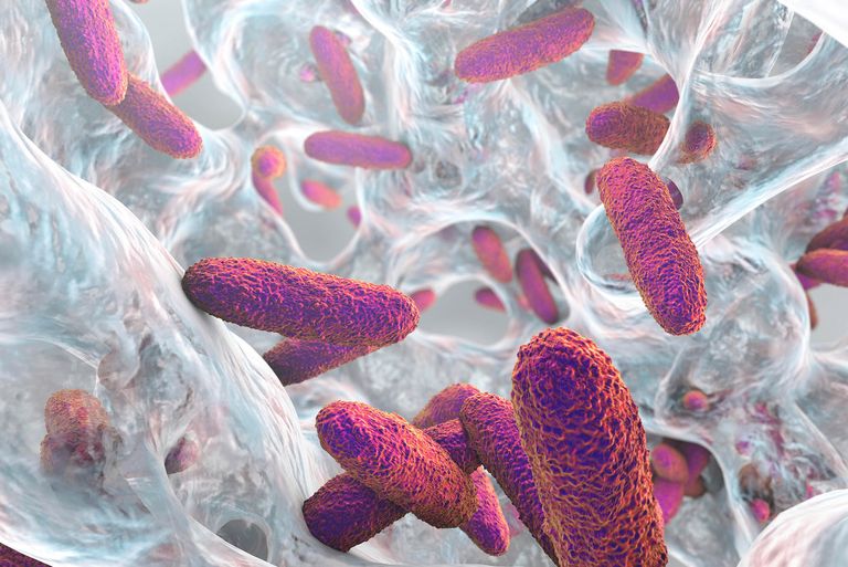 Klebsiella pneumoniae bacteria in biofilm