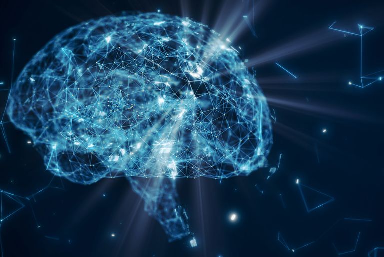 Brain