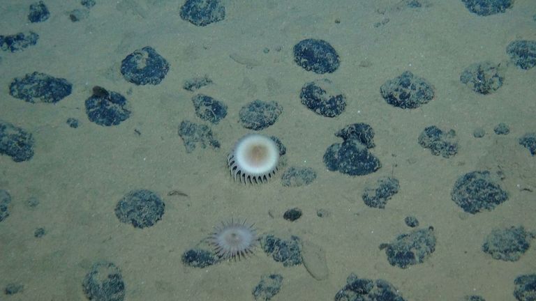 An oxygen module on the Pacific Ocean floor