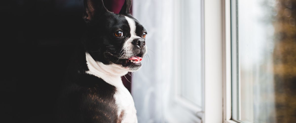 Boston Terrier at Window
