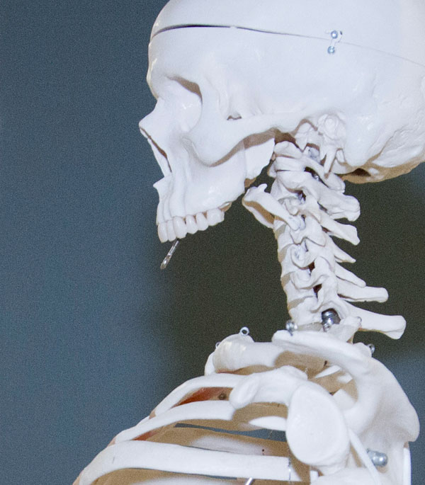 skeleton
