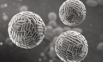 Zika Virus