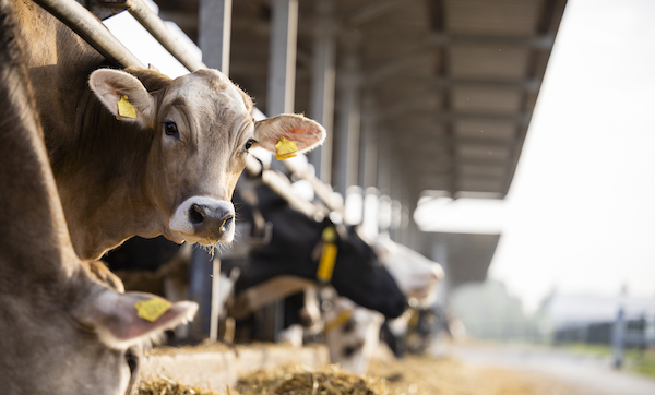 Curious cow looking to the camera at cattle farm.