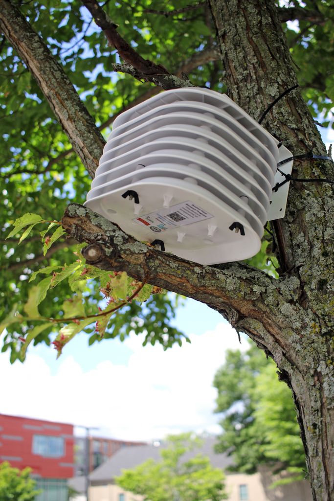 A heat sensor installed in a tree.