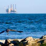 A crane takes flight in Mobile, Alabama. On the horizon is one of many oil rigs in the Gulf of Mexico.