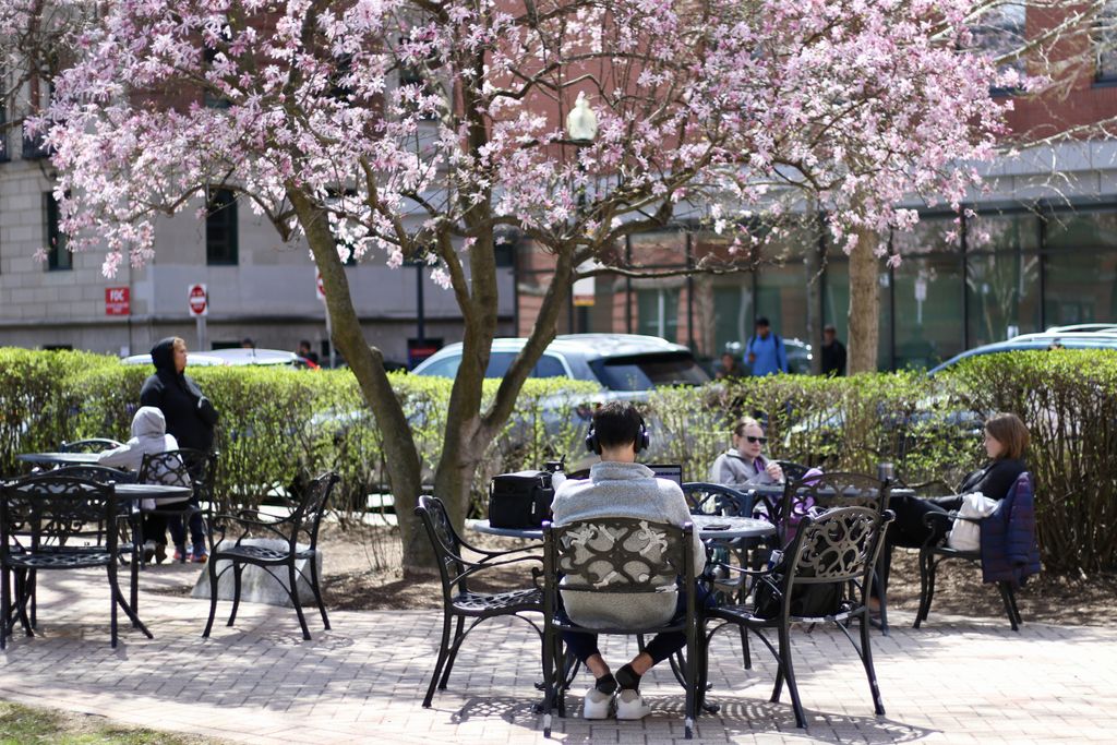 A student studies at a table under a cherry blossom tree.