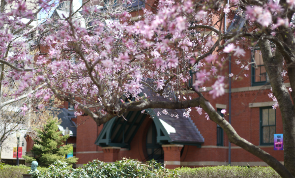 A cherry blossom tree in bloom in front of the Talbot Building