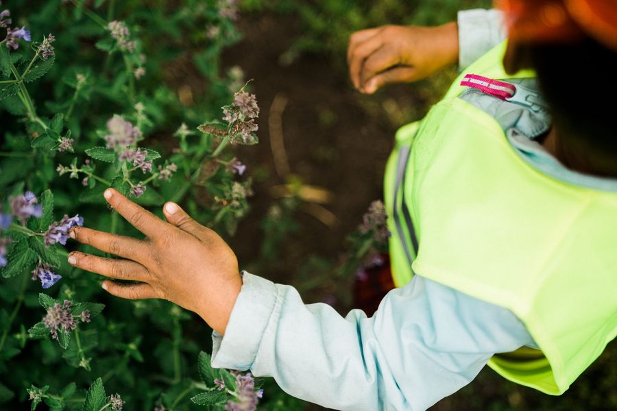 Young child hand in small purple flower bush