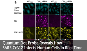 Quantum Dot Probe Reveals How SARS-CoV-2 Infects Human Cells in Real Time