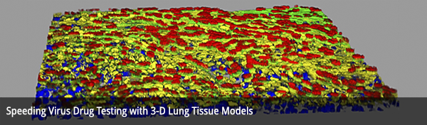 Speeding Virus Drug Testing with 3-D Lung Tissue Models