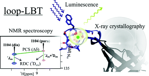 Engineering Encodable Lanthanide-Binding Tags into Loop Regions of Proteins