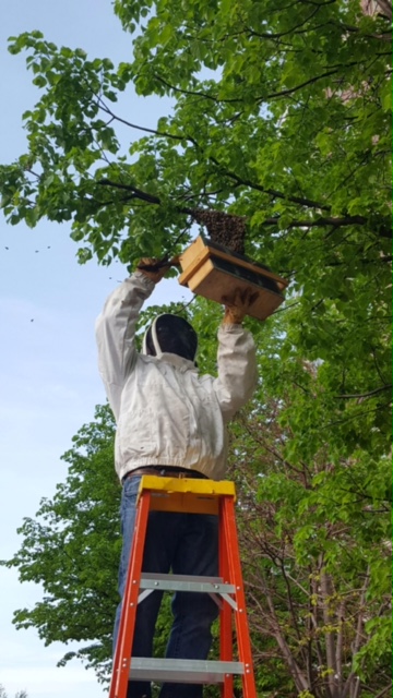 BU Plumbing Manager Bill Murray rescues a swarm of bees.