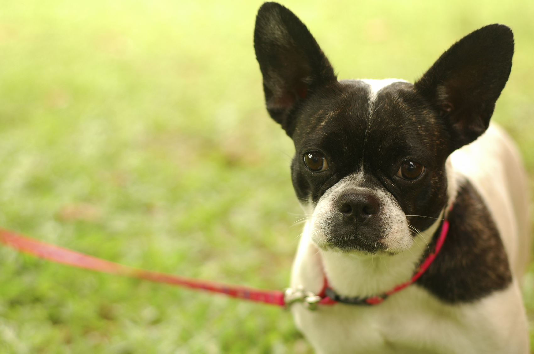 Boston terrier on a leash