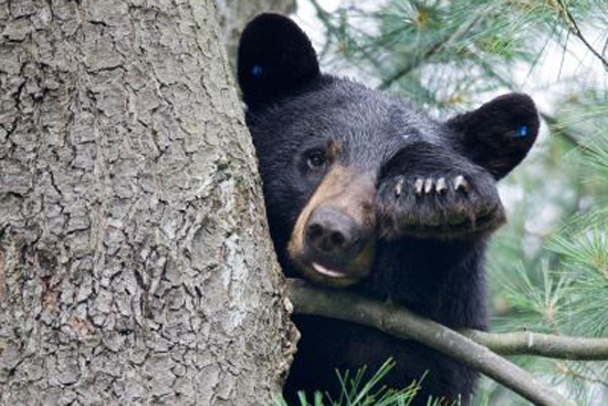 Brookline Black Bear, Brookline, MA