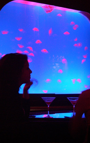 Gypsy Bar, jellyfish tanks Boston nightlife, Gypsy Bar, dance and music, things to do in Boston