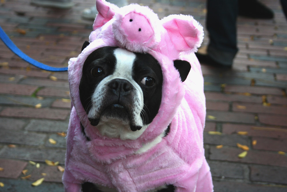 A dog dressed up in a pig costume at the Halloween Pet Parade and Costume Contest in Boston