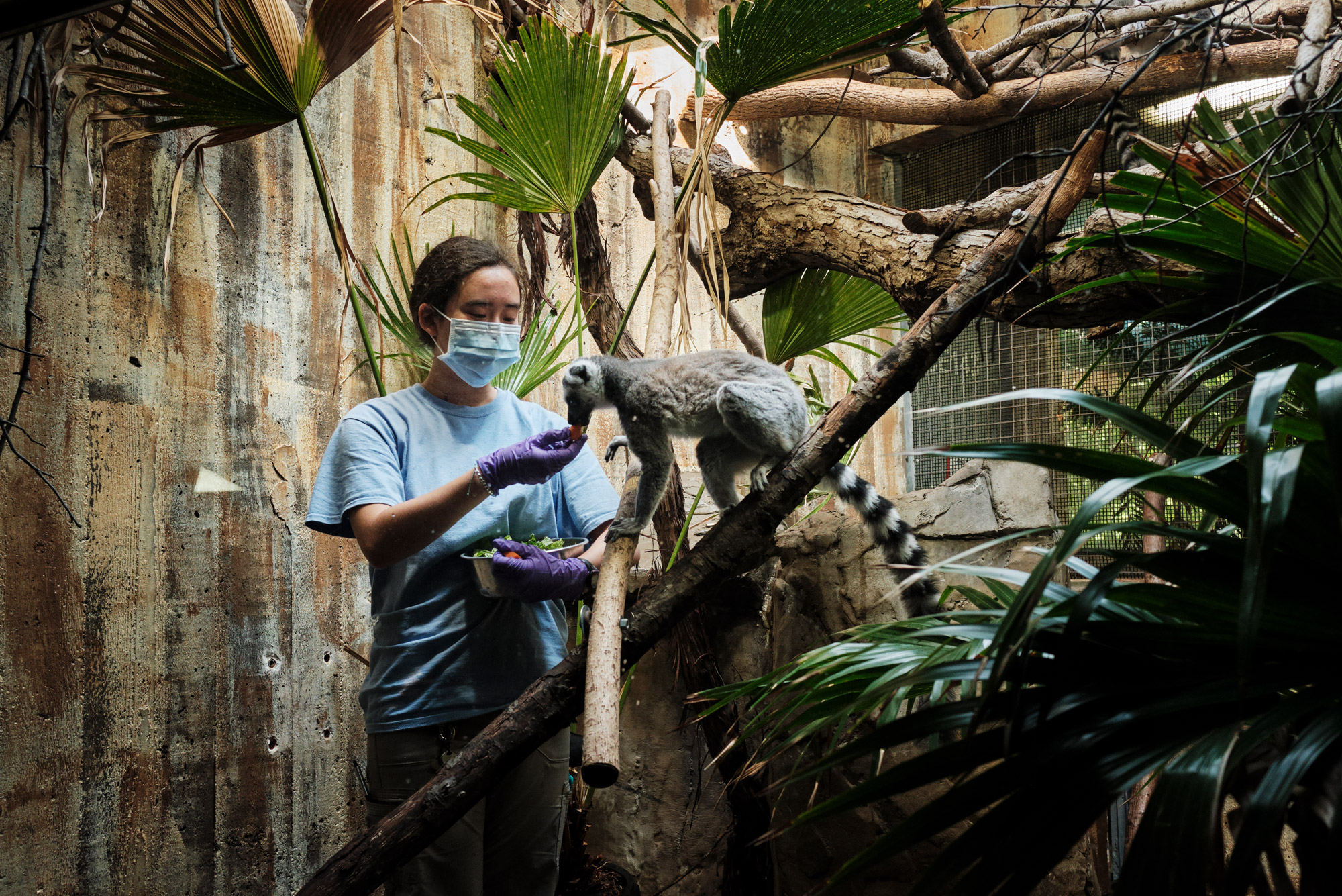 Sze-Tu feeds a kemur in the exhibit