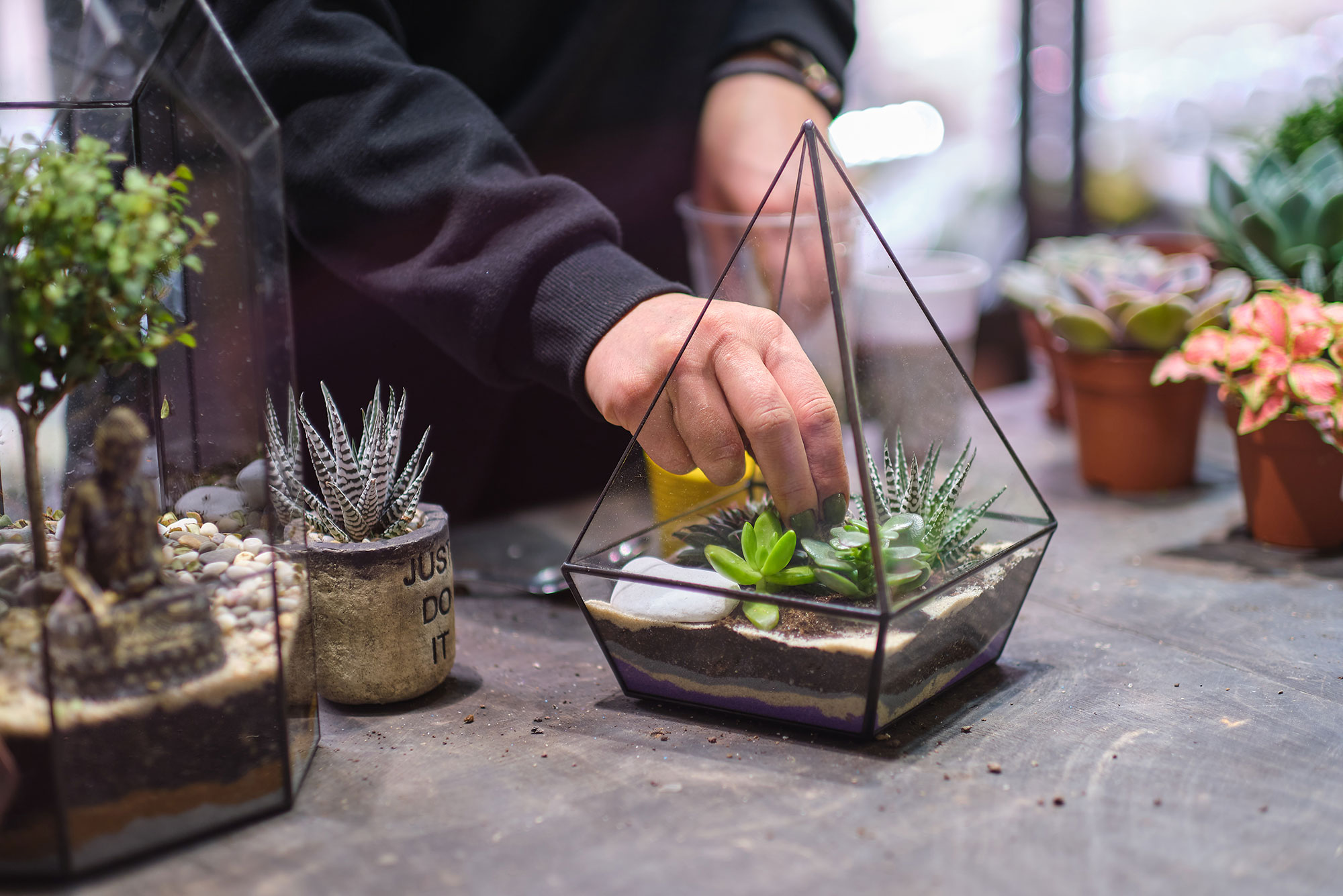Photo of a hand placing a succulent into a triangular terrarium. The person wears a black long-sleeve and other plants are seen nearby on the table.