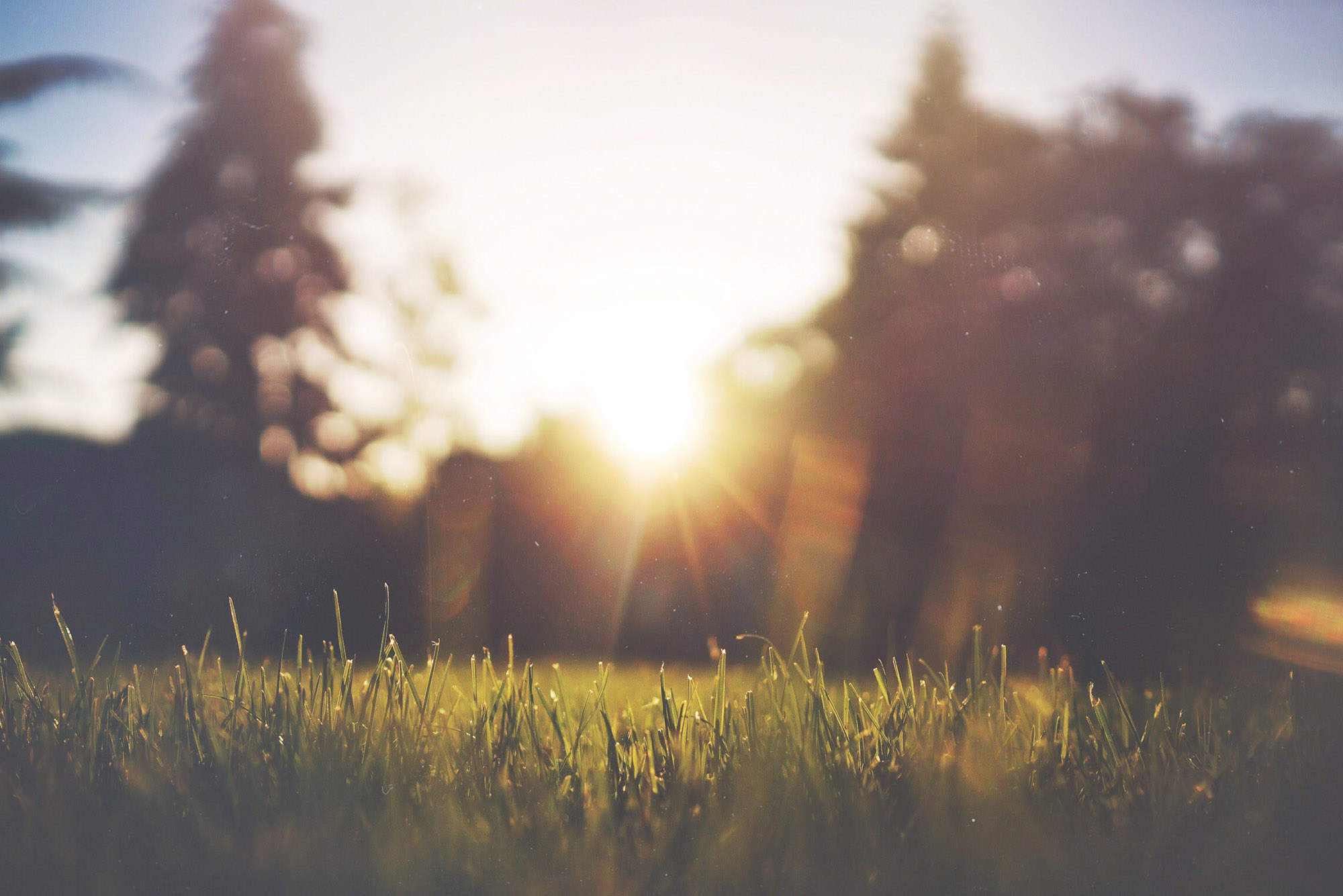 Photo: Calming scene shows a calm grass and forest scenery as the sun rises.