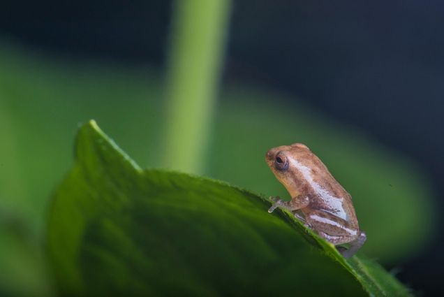 Photo: A small green frog on a leaf in India, near Kerala