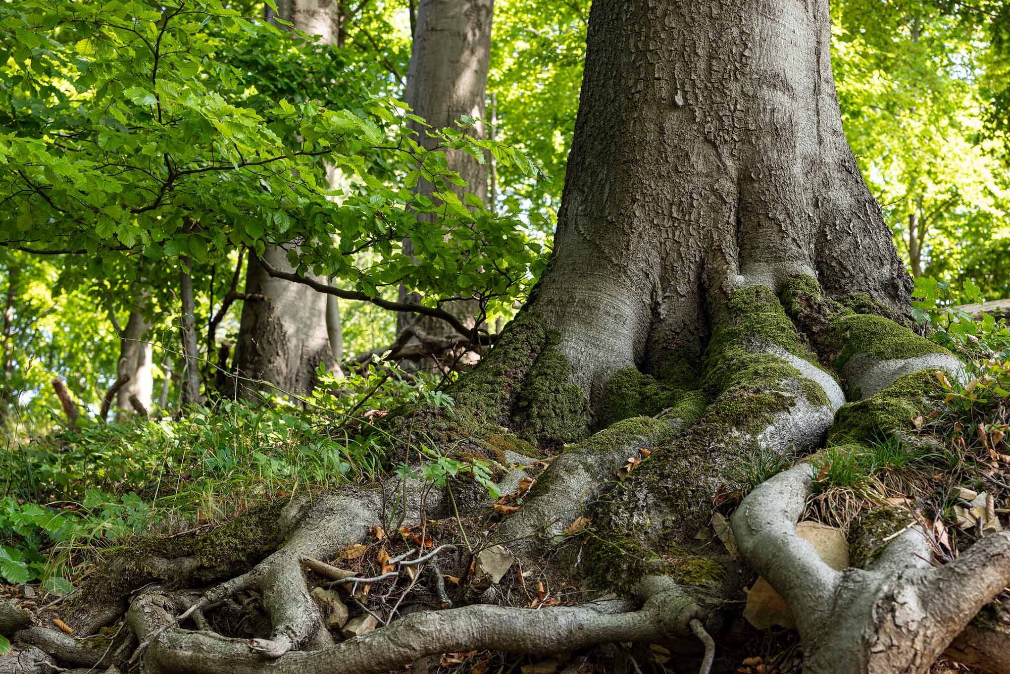 Photo: A tree with large roots in a forest